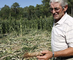 El jabalí arrasa fincas de maíz en A Estrada en época clave para la campaña de ensilado